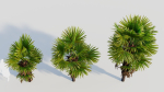 Trachycarpus fortunei b
