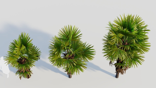 Trachycarpus fortunei b