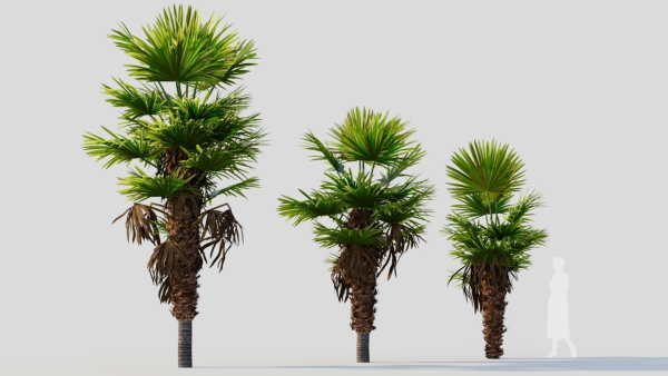Trachycarpus fortunei b