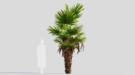 Trachycarpus fortunei b
