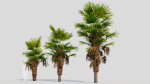 Trachycarpus fortunei b