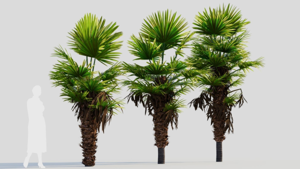 Trachycarpus fortunei b