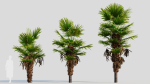 Trachycarpus fortunei b