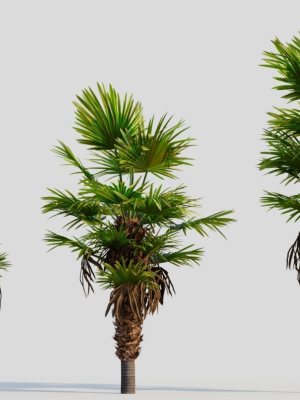Trachycarpus fortunei b