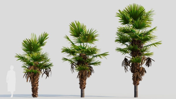 Trachycarpus fortunei b