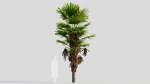 Trachycarpus fortunei b