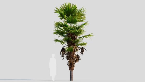Trachycarpus fortunei b
