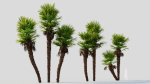 Trachycarpus fortunei c