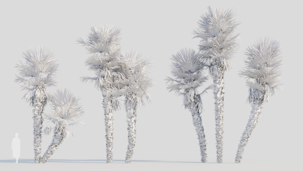 Trachycarpus fortunei c