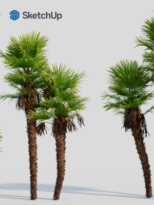 trachycarpus-fortunei-c-3d-model-7d76c93891
