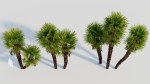 Trachycarpus fortunei c