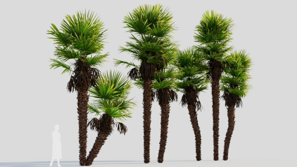 Trachycarpus fortunei c