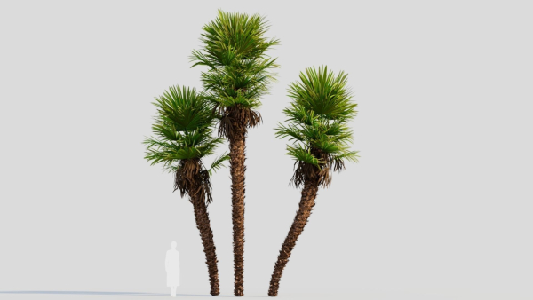 Trachycarpus fortunei c
