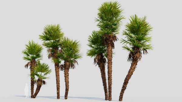 Trachycarpus fortunei c