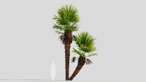 Trachycarpus fortunei c