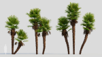 Trachycarpus fortunei c
