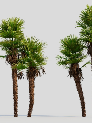 Trachycarpus fortunei c