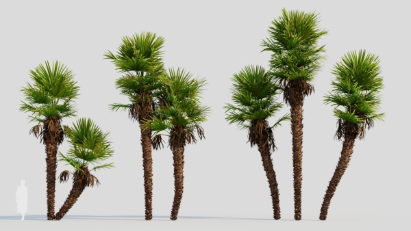 Trachycarpus fortunei c