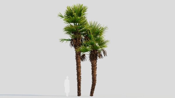 Trachycarpus fortunei c