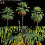 Trachycarpus fortunei - Windmill Palm - Chusan Palm - 02