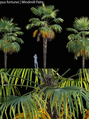 trachycarpus-fortunei-windmill-palm-chusan-palm-02-3d-model-max-obj-fbx