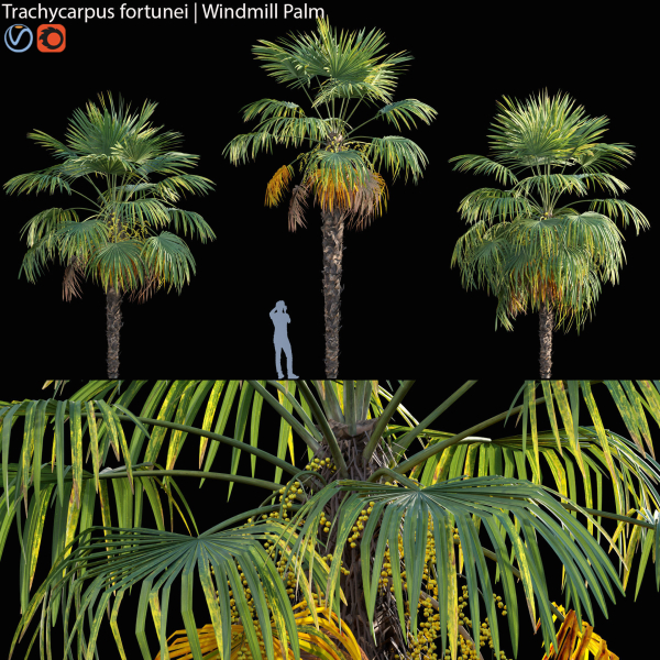 Trachycarpus fortunei - Windmill Palm - Chusan Palm - 02