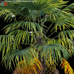 Trachycarpus fortunei - Windmill Palm - Chusan Palm - 02