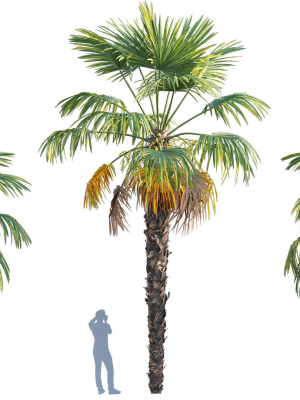 Trachycarpus fortunei - Windmill Palm - Chusan Palm - 02