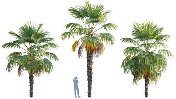 Trachycarpus fortunei - Windmill Palm - Chusan Palm - 02