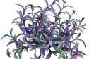 Tradescantia pallida - Purple Heart
