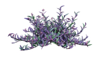 Tradescantia pallida - Purple Heart