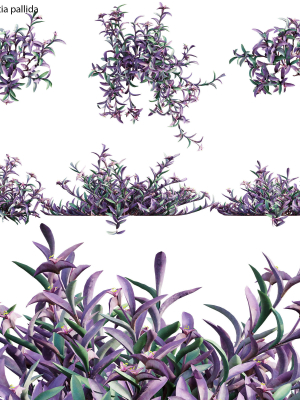 Tradescantia pallida - Purple Heart