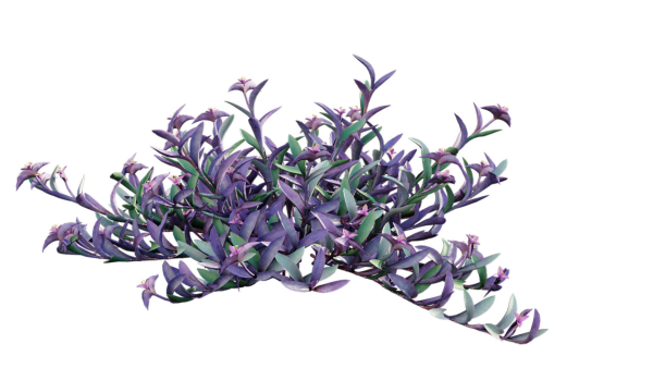Tradescantia pallida - Purple Heart
