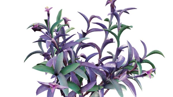 Tradescantia pallida - Purple Heart
