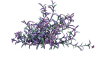 Tradescantia pallida - Purple Heart