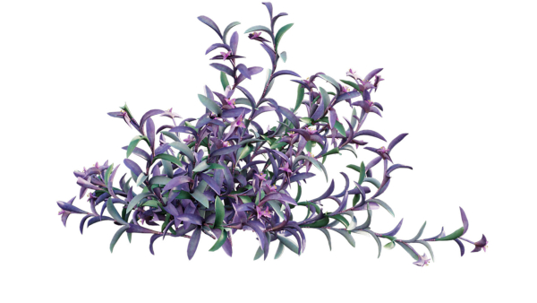 Tradescantia pallida - Purple Heart