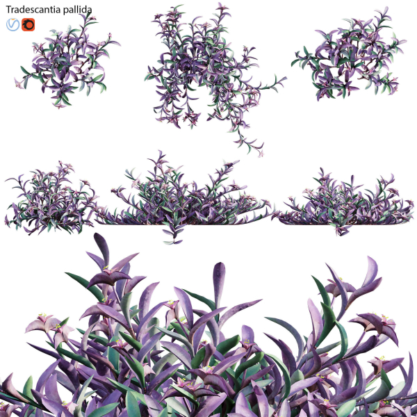 Tradescantia pallida - Purple Heart
