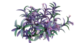 Tradescantia pallida - Purple Heart
