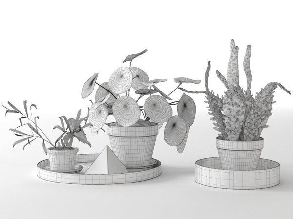 Trays with Pot Plants