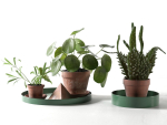 Trays with Pot Plants
