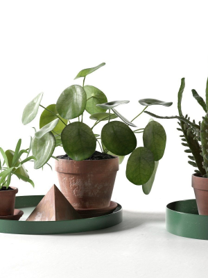 Trays with Pot Plants