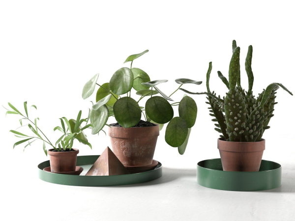 Trays with Pot Plants