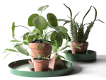 Trays with Pot Plants