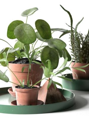 trays-with-pot-plants-3d-model-73ab1dd2a8