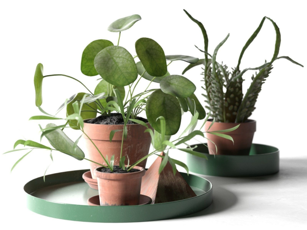 Trays with Pot Plants