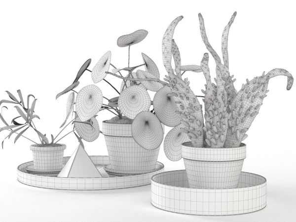 Trays with Pot Plants