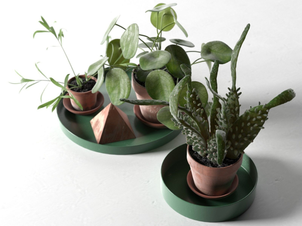 Trays with Pot Plants