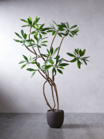 Tree 01
