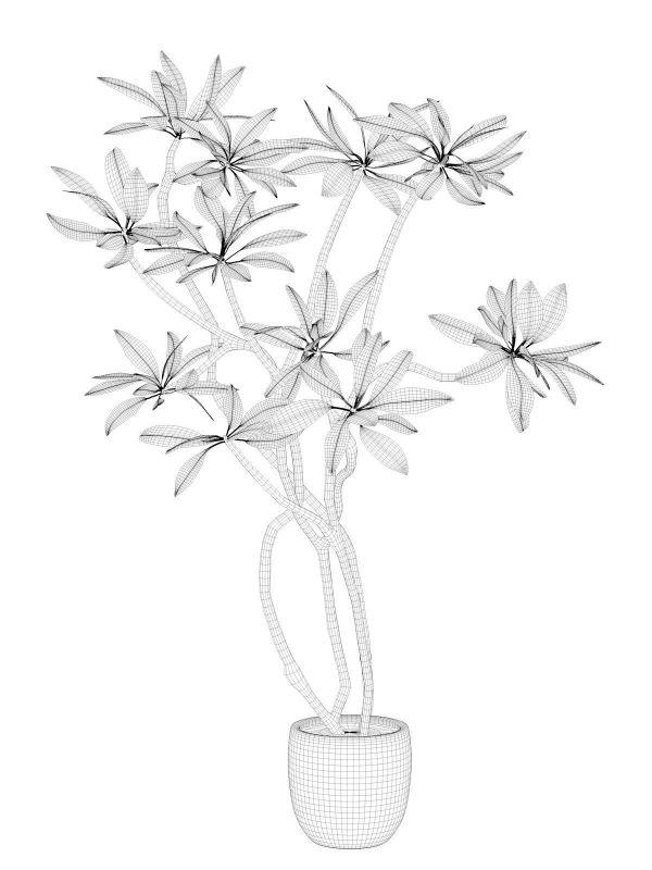 Tree 01