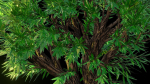 Tree 1